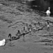 Getting your cygnets in a row by 365jgh