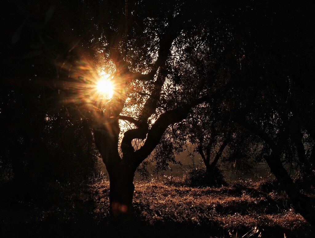 The olive tree at dawn by caterina