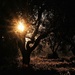 The olive tree at dawn