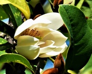 18th Jul 2022 - Magnolia Flower ~   