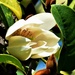 Magnolia Flower ~    by happysnaps