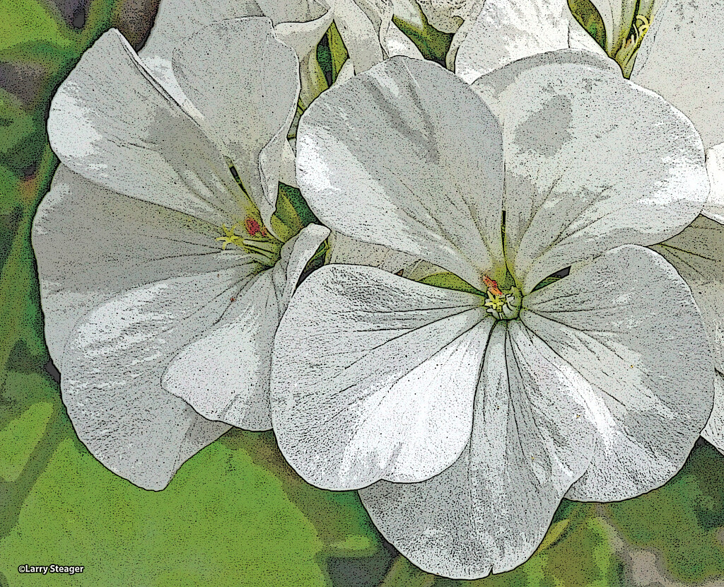 Full bloom poster edge filter by larrysphotos