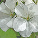 Full bloom poster edge filter by larrysphotos