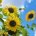 Sunflowers Reaching For The Sky by lynnz