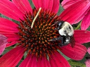 12th Jul 2022 - The Busy Bee