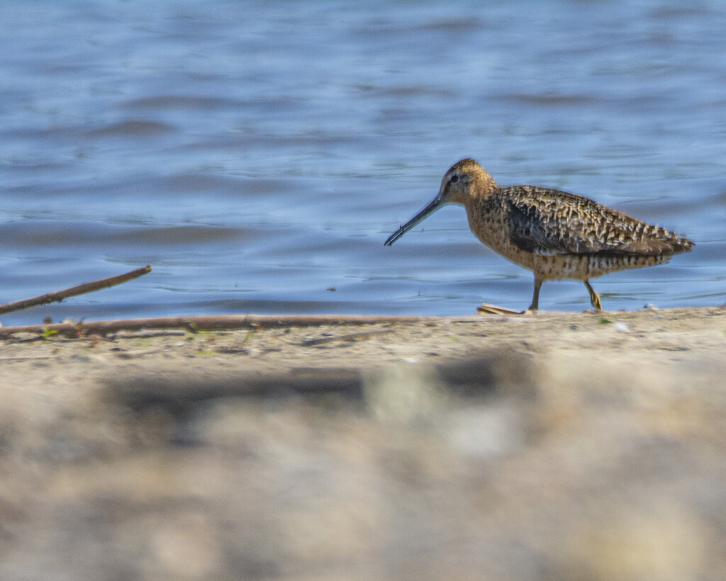 Dowitcher by cwbill