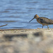 Dowitcher by cwbill