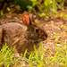 Bunny Rabbit, Waiting for Me to Pass! by rickster549