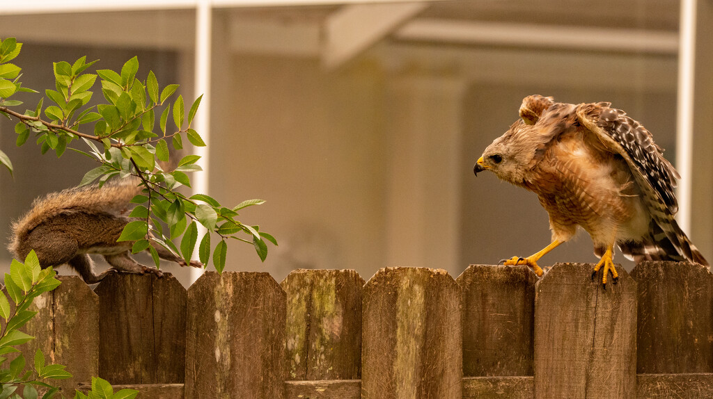 Squirrel and Hawk Encounter! by rickster549