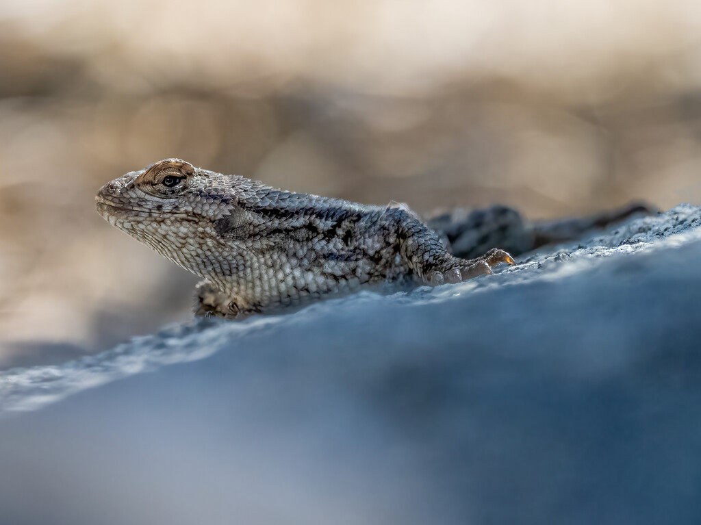 Western Fence Lizard by nicoleweg