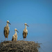 The young storks by haskar