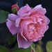 An English rose..... by casablanca
