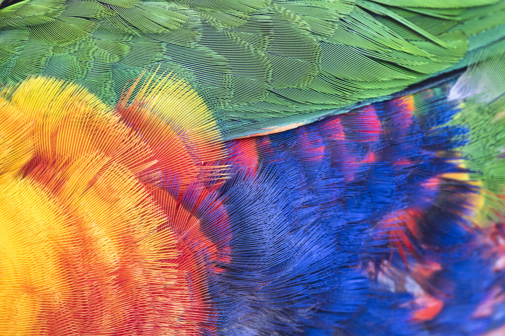 Fine feathers by dkbarnett