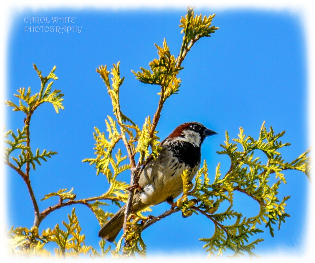 Sparrow In The Tree-top by carolmw