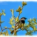 Sparrow In The Tree-top by carolmw