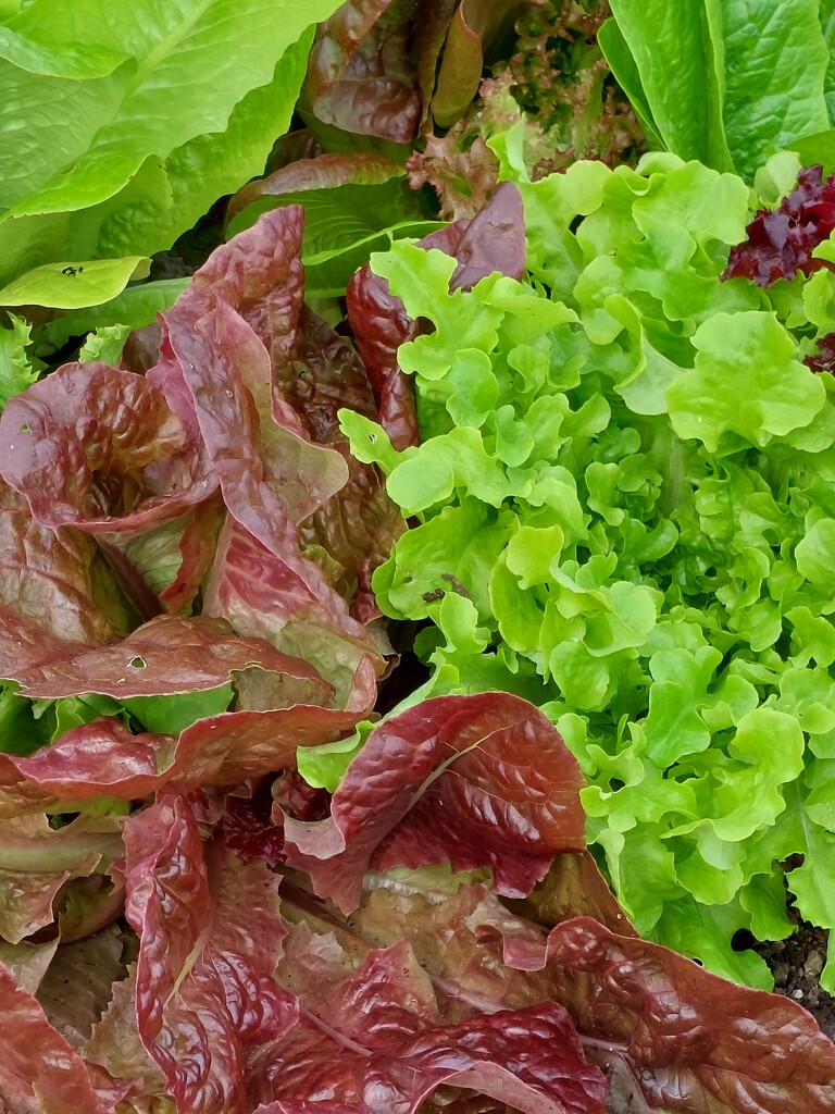 Lettuces on the allotments  by samcat