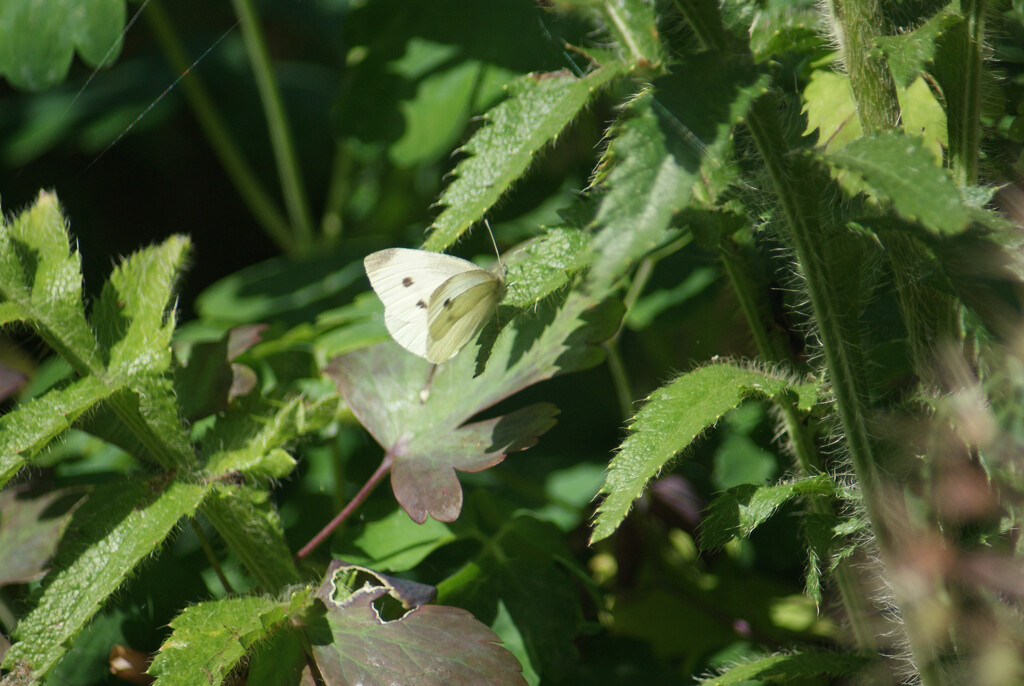 Small White Butterfly by 365projectmaxine