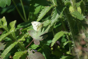 18th Jul 2022 - Small White Butterfly
