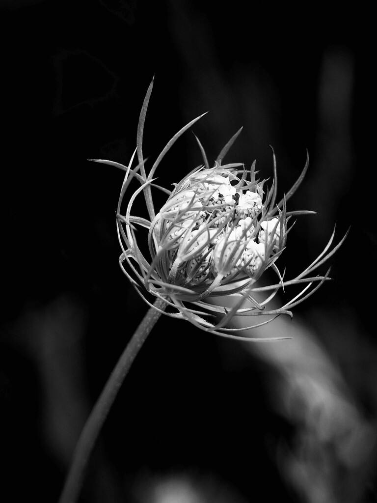 Queen Anne’s Lace by thedarkroom