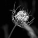 Queen Anne’s Lace by thedarkroom
