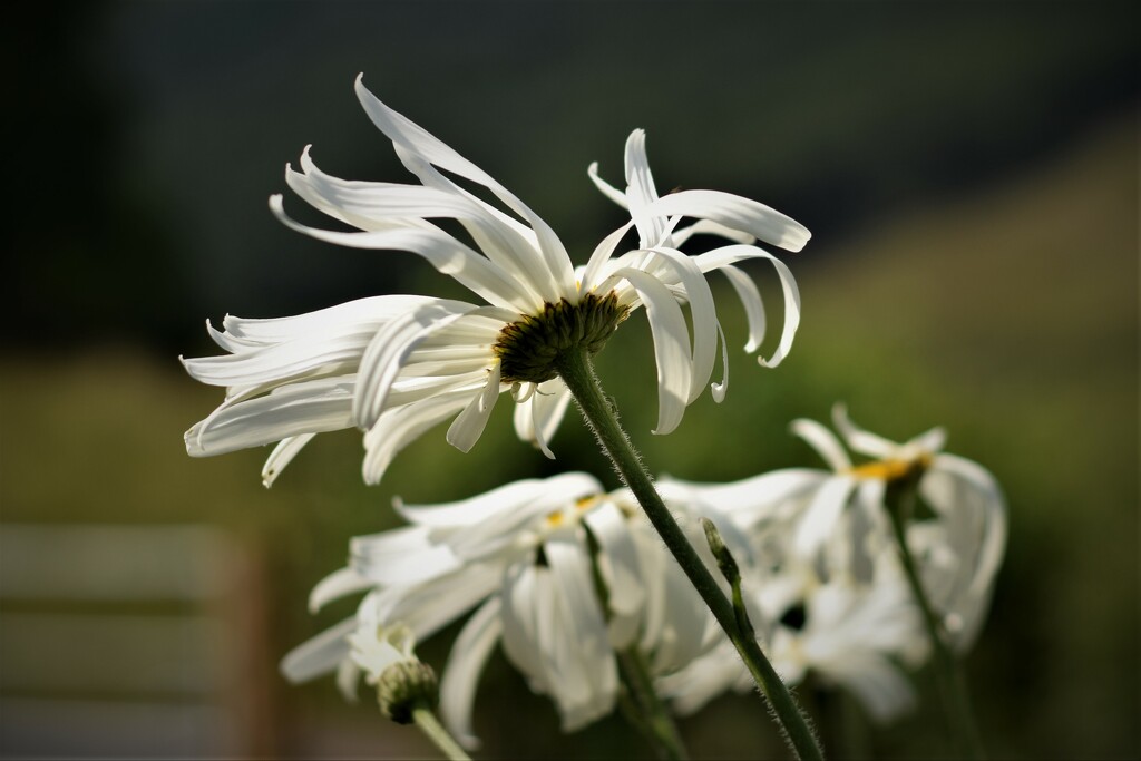 windy daisy by christophercox