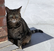 18th Jul 2022 - Cat-sized shadow