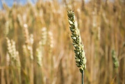 18th Jul 2022 - Wheat