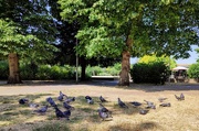 18th Jul 2022 - Frazzled pigeons 