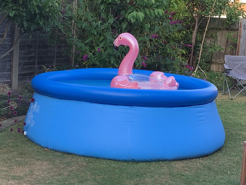 Paddling Pool and Inflatable Flamingo  by cataylor41