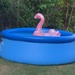 Paddling Pool and Inflatable Flamingo  by cataylor41