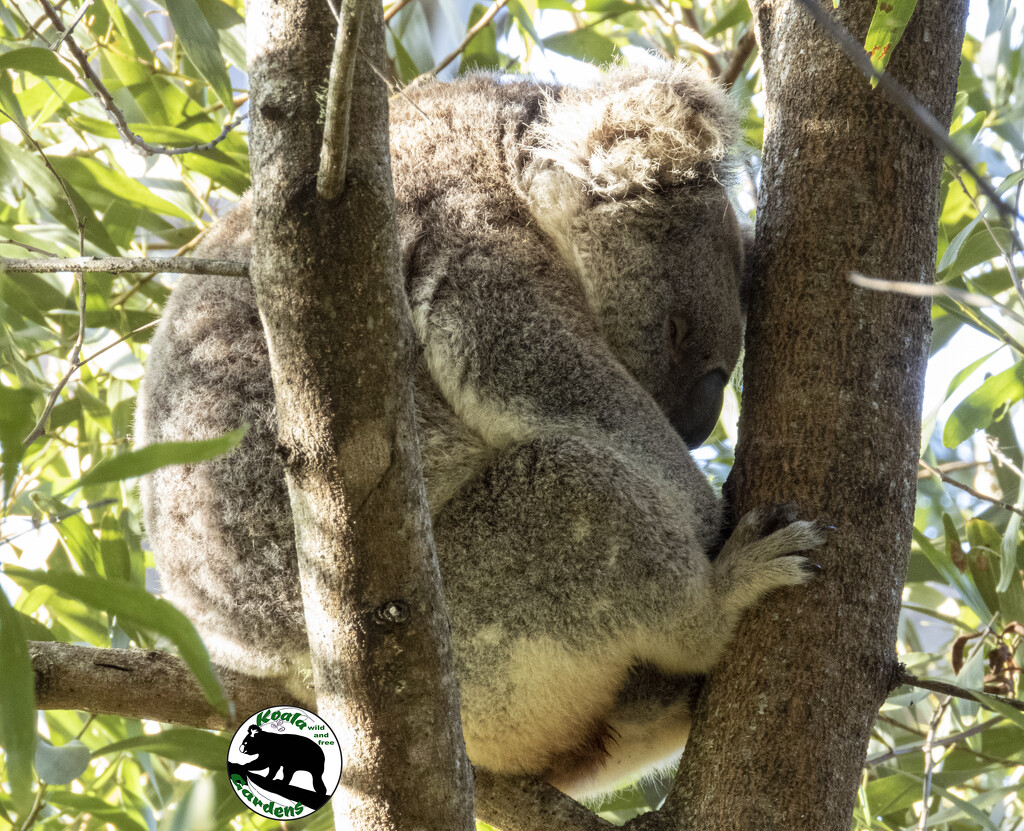 hiding her secrets by koalagardens
