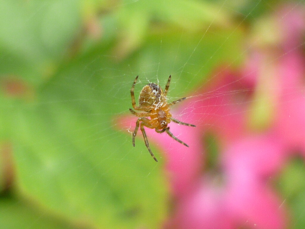 Incy Wincy Spider  by countrylassie