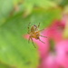 Incy Wincy Spider  by countrylassie