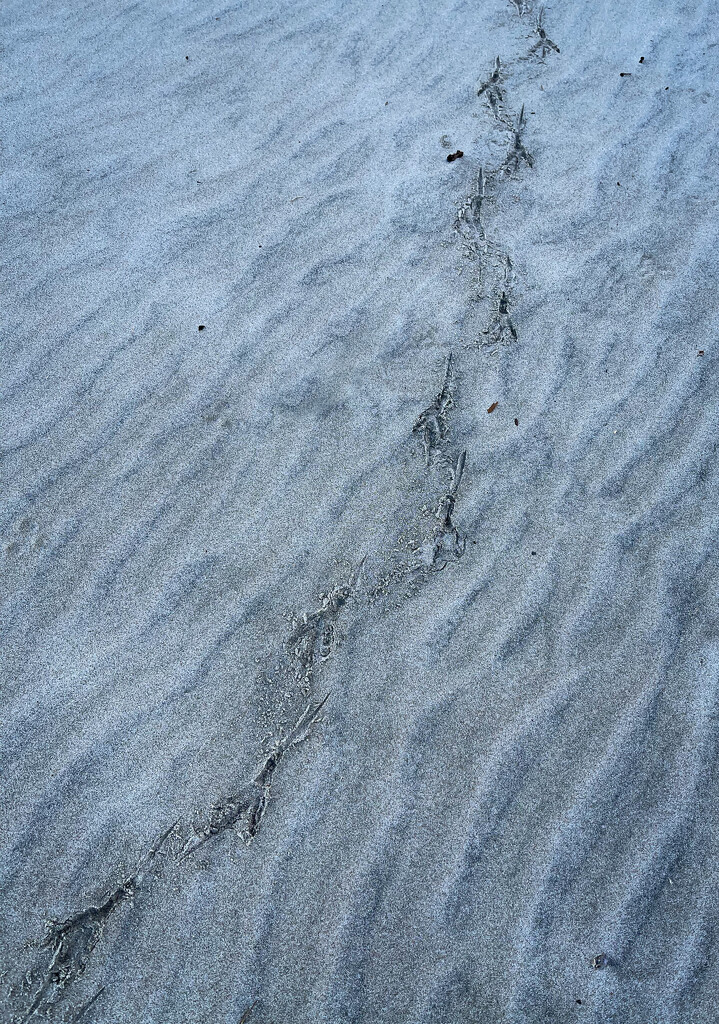 Bird tracks by jgpittenger