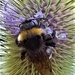 Love the bees loving the teasels.  by 365jgh