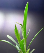 18th Jul 2022 - Dianthus seedling in the indoor garden