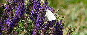 18th Jul 2022 - Cabbage white butterfly