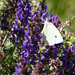 Cabbage white butterfly by larrysphotos