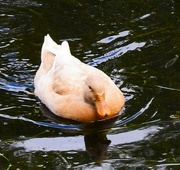 19th Jul 2022 -  Buff Orpington Duck ~    