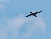 18th Jul 2022 - Double breasted cormorant 