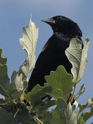 18th Jul 2022 - red-winged blackbird 