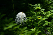 17th Jul 2022 - In the thicket