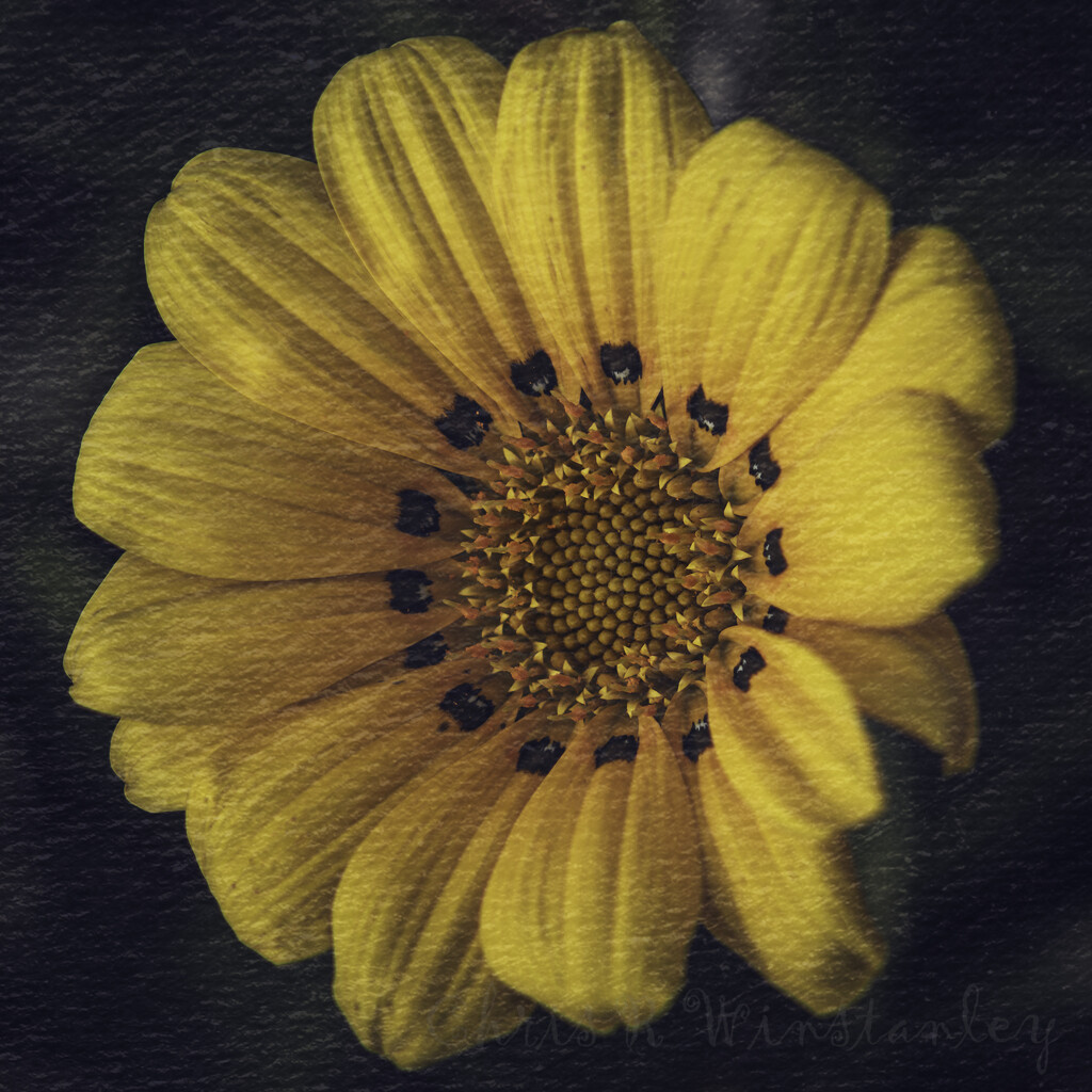 Yellow Flower on Canvas by kipper1951