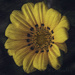 Yellow Flower on Canvas