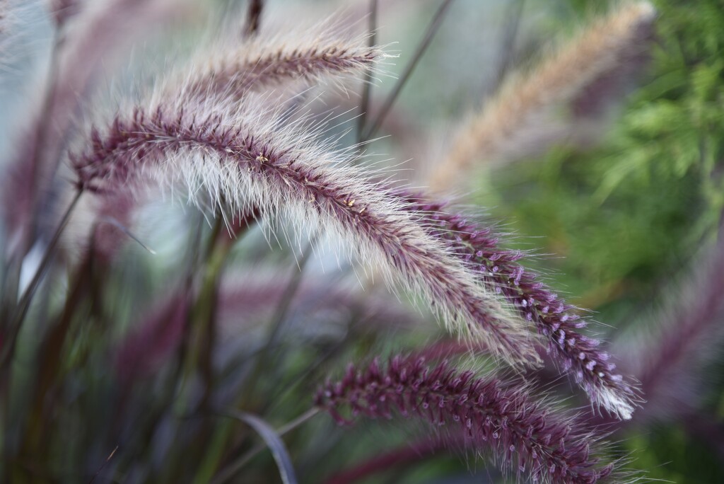 Purple Fountain Grass by mamabec