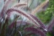 18th Jul 2022 - Purple Fountain Grass
