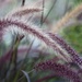 Purple Fountain Grass by mamabec