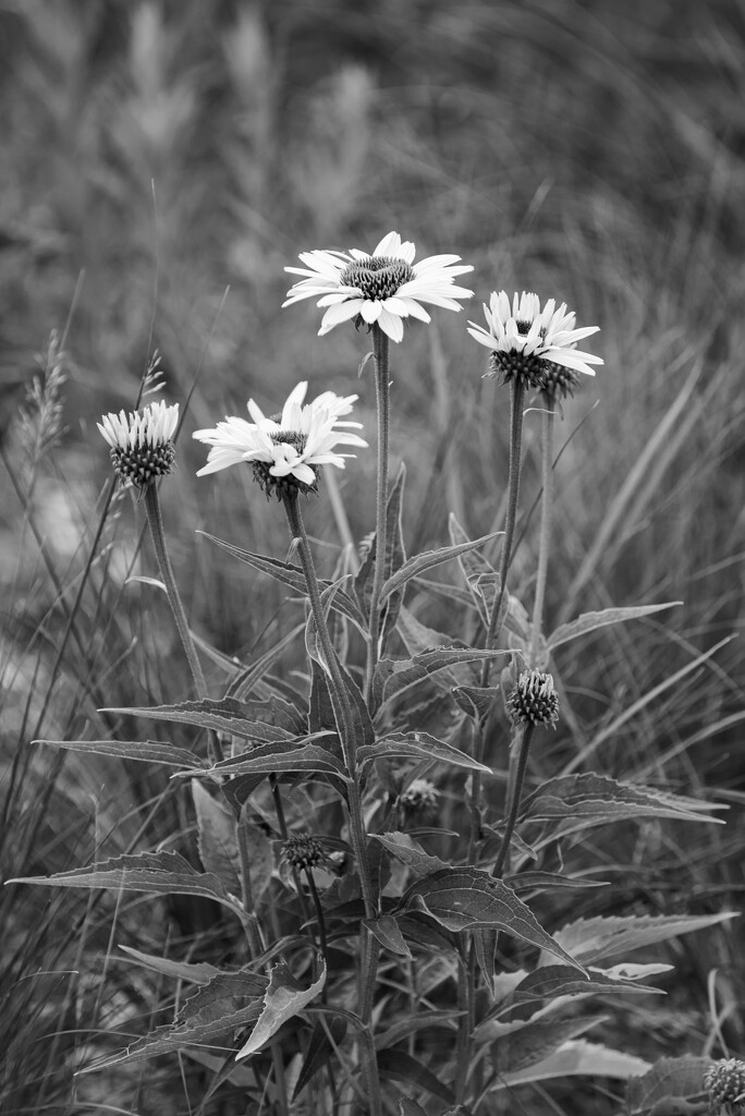 here are some flowers for you by jackies365