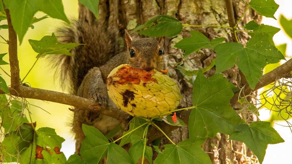 Squirrel With It's Oversize Lunch! by rickster549