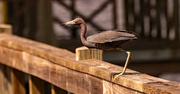 18th Jul 2022 - Little Blue Heron, About to Take Off!